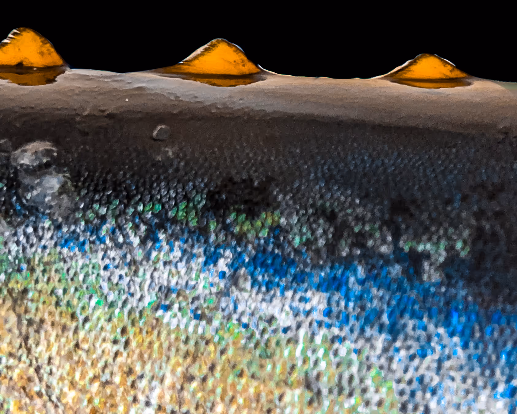 Close up of a Yellowfin Tuna