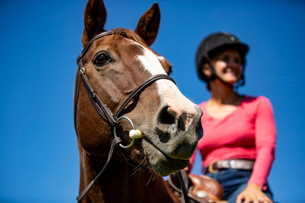 horse face with rider in background
