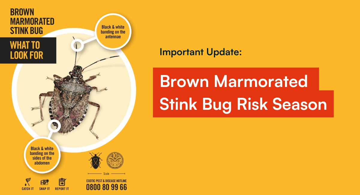 Here's a guide for New Zealand importers to ensure seamless border clearance during the Brown Marmorated Stink Bug (BMSB) risk season that officially runs from 1 Sep 2026 to 30 Apr 2027.