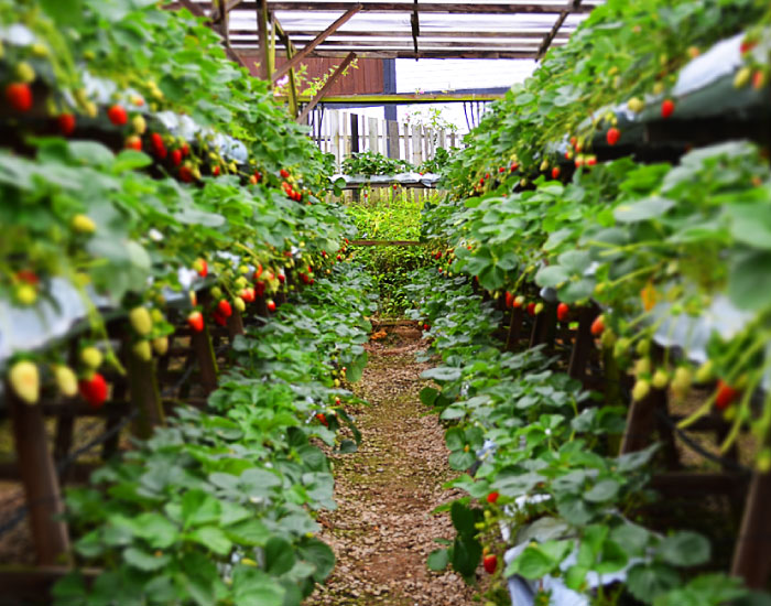 Cameron Highland strawberry farm