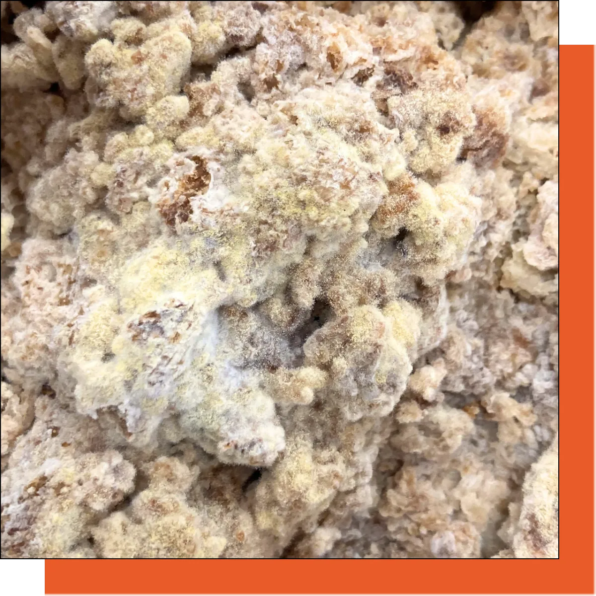 La eficiente biotransformación de Rebread de los excedentes de productos de panadería en un ingrediente innovador.