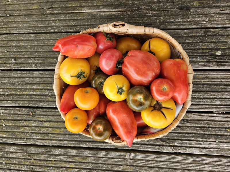 Reiches Tomatenglück!