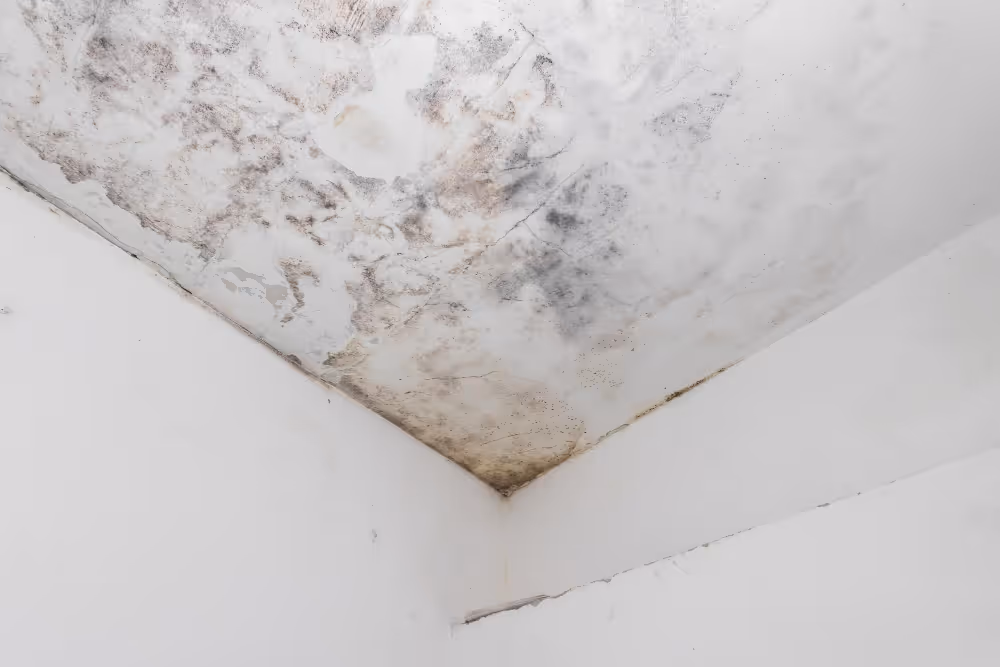 Ceiling mold removal