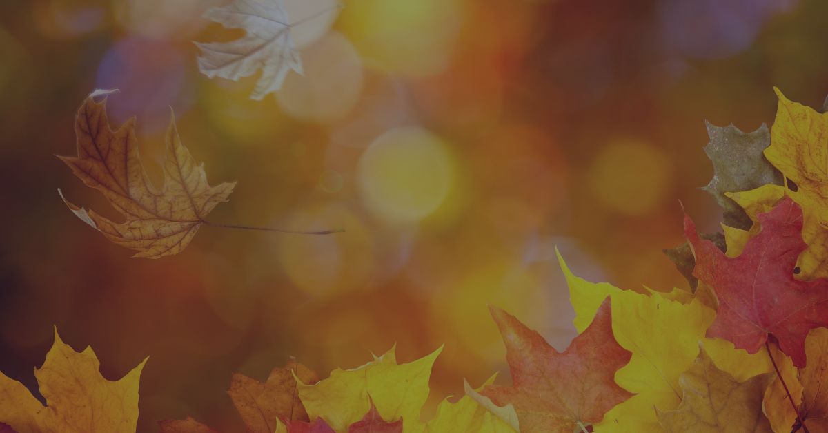 Giving Thanks for the Relationships That Make Our Work Possible Thanksgiving featured image