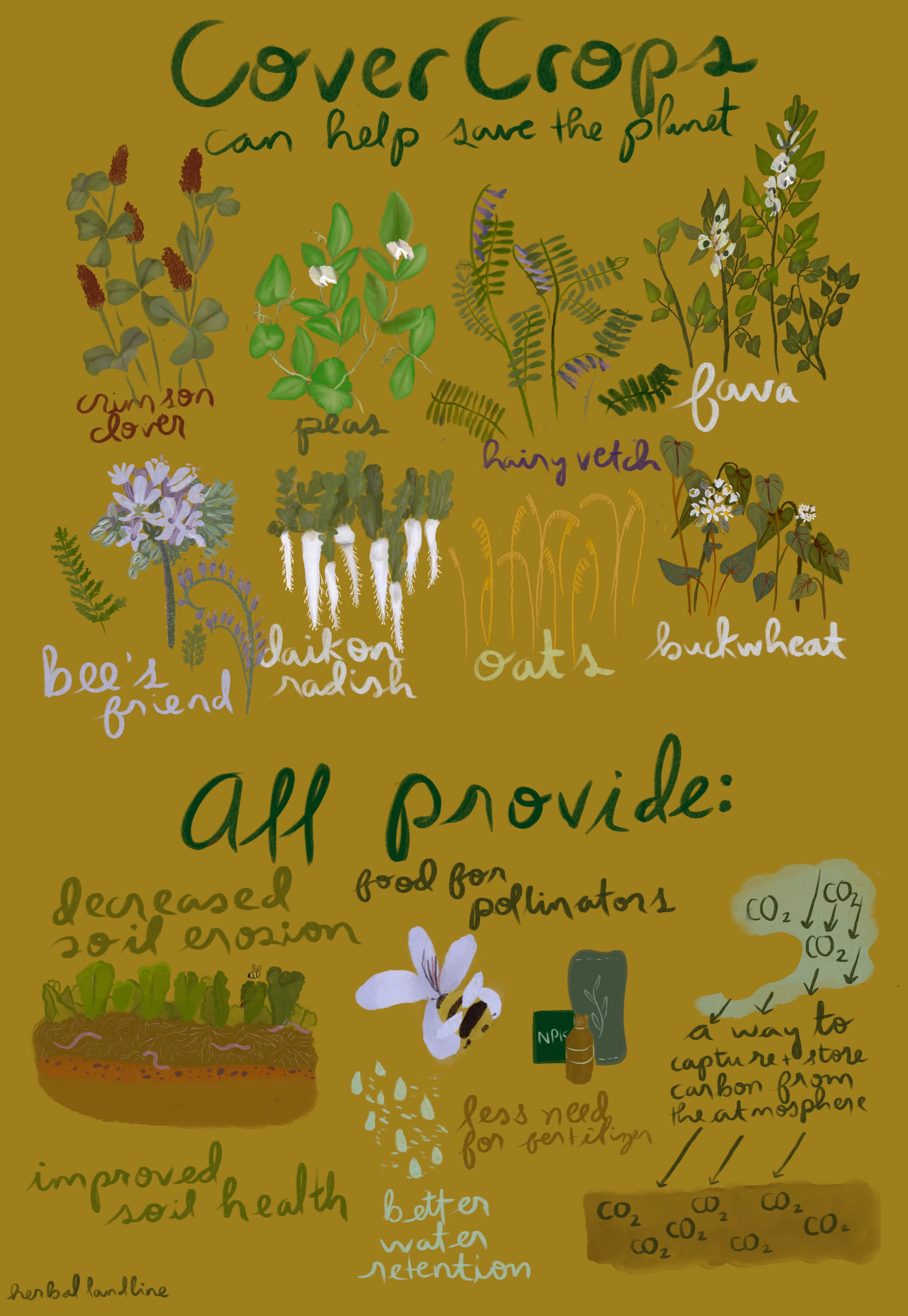 Which cover crop is best for your garden? Learn the benefits of each type of cover crop so that you can plant the one that fits your needs.