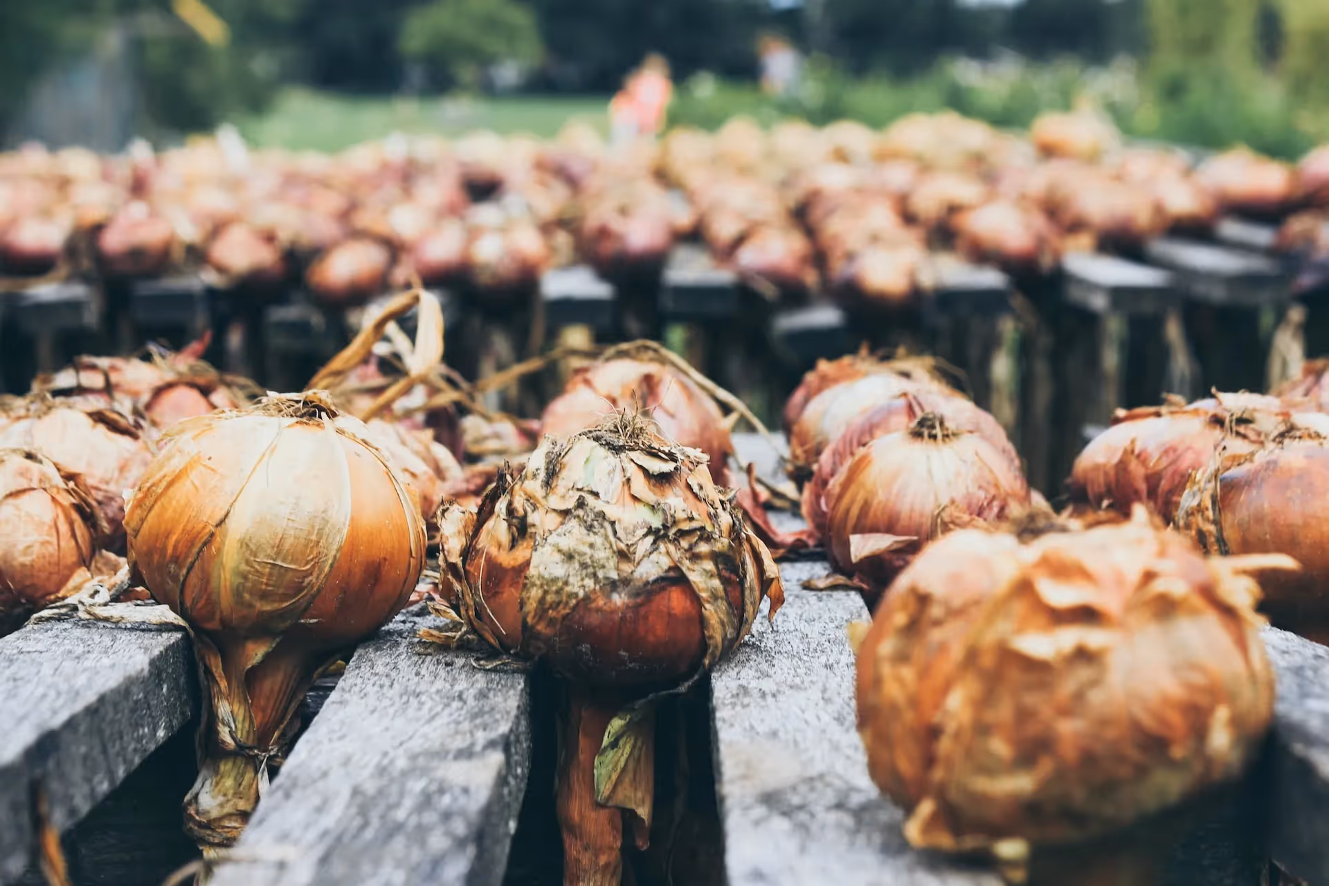 cure onions for long-term storage