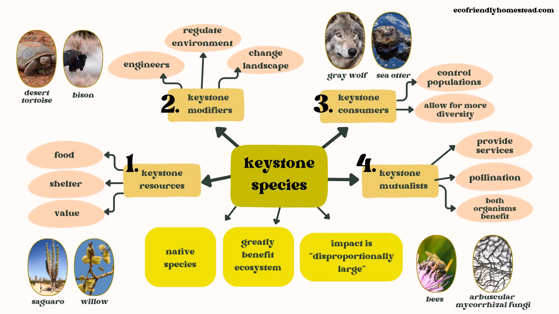Learn the 4 different kinds of keystone species, & how to encourage their populations with the choices that you make in your yard and garden