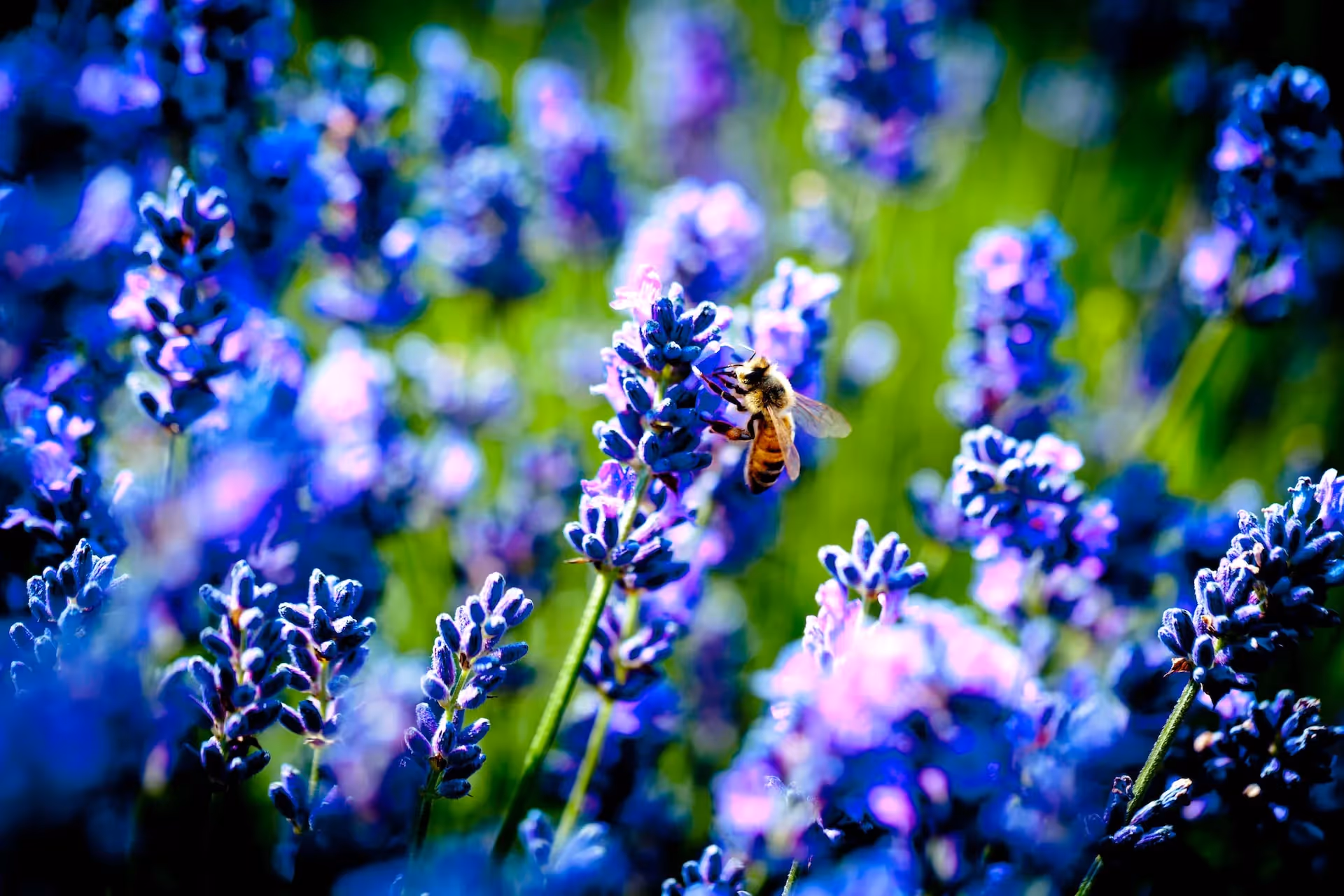 regenerative jobs as an ecosystem restoration technician