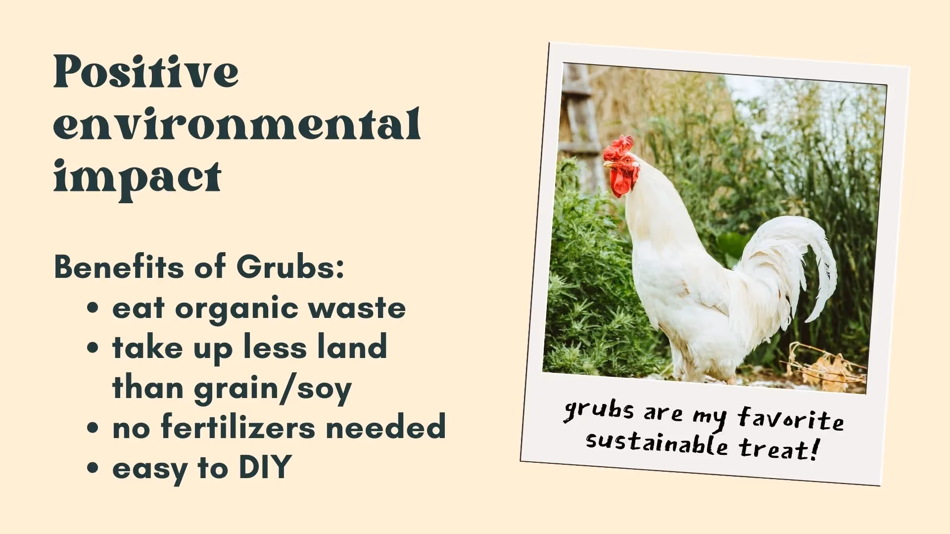 Raise happy chickens - give them grubs!