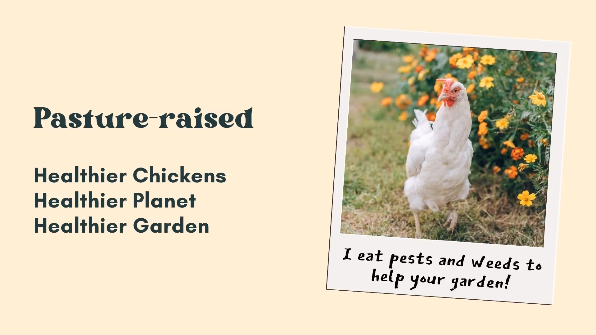 Benefits of keeping chickens