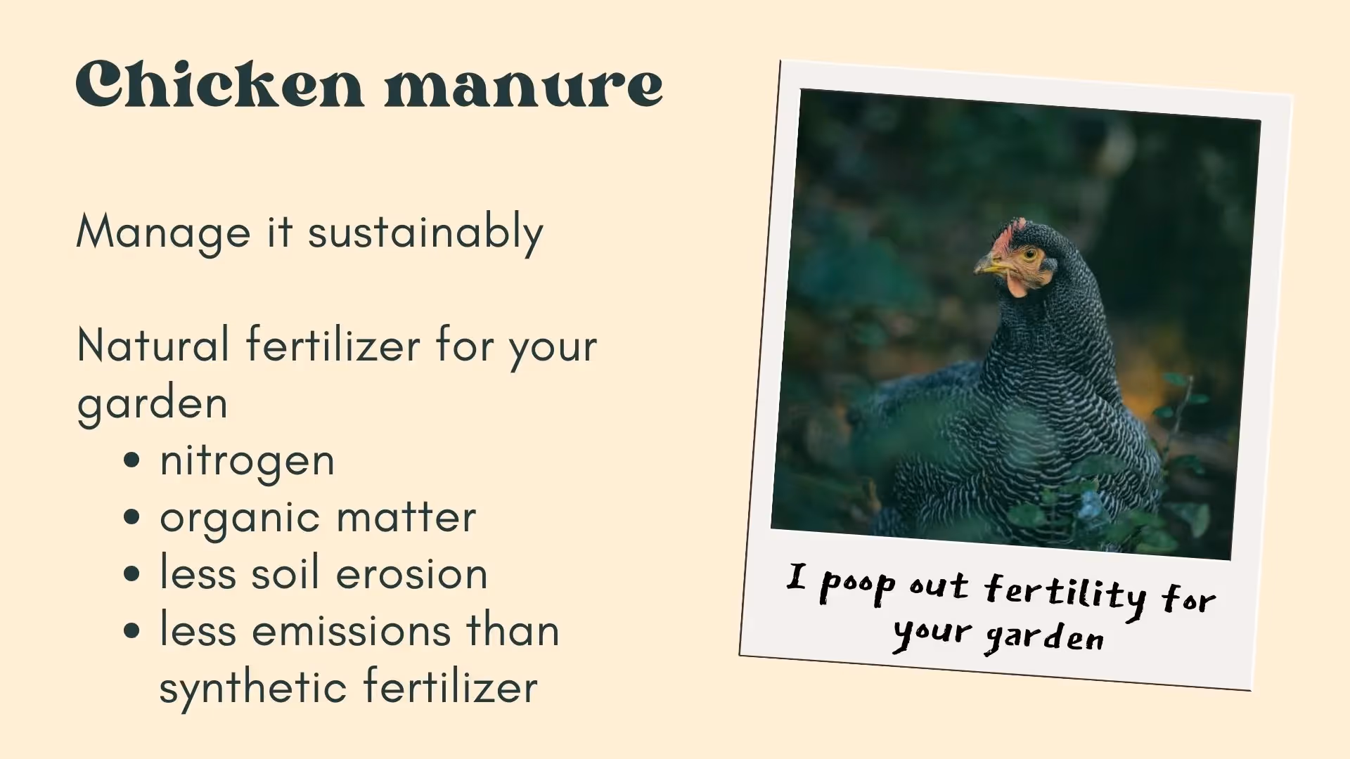 Benefits of chicken manure for your garden