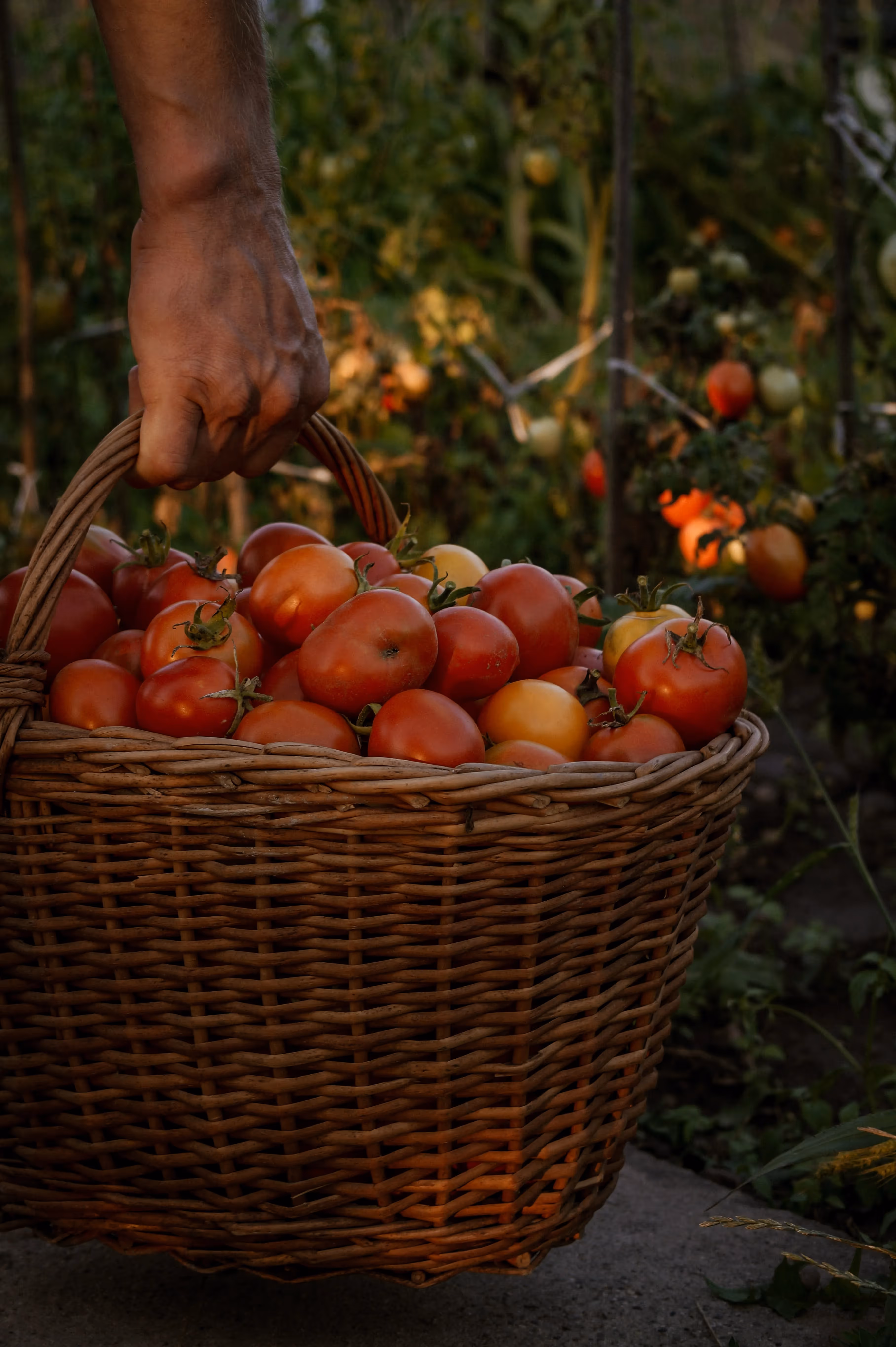 how many tomatoes to plant for making tomato sauce