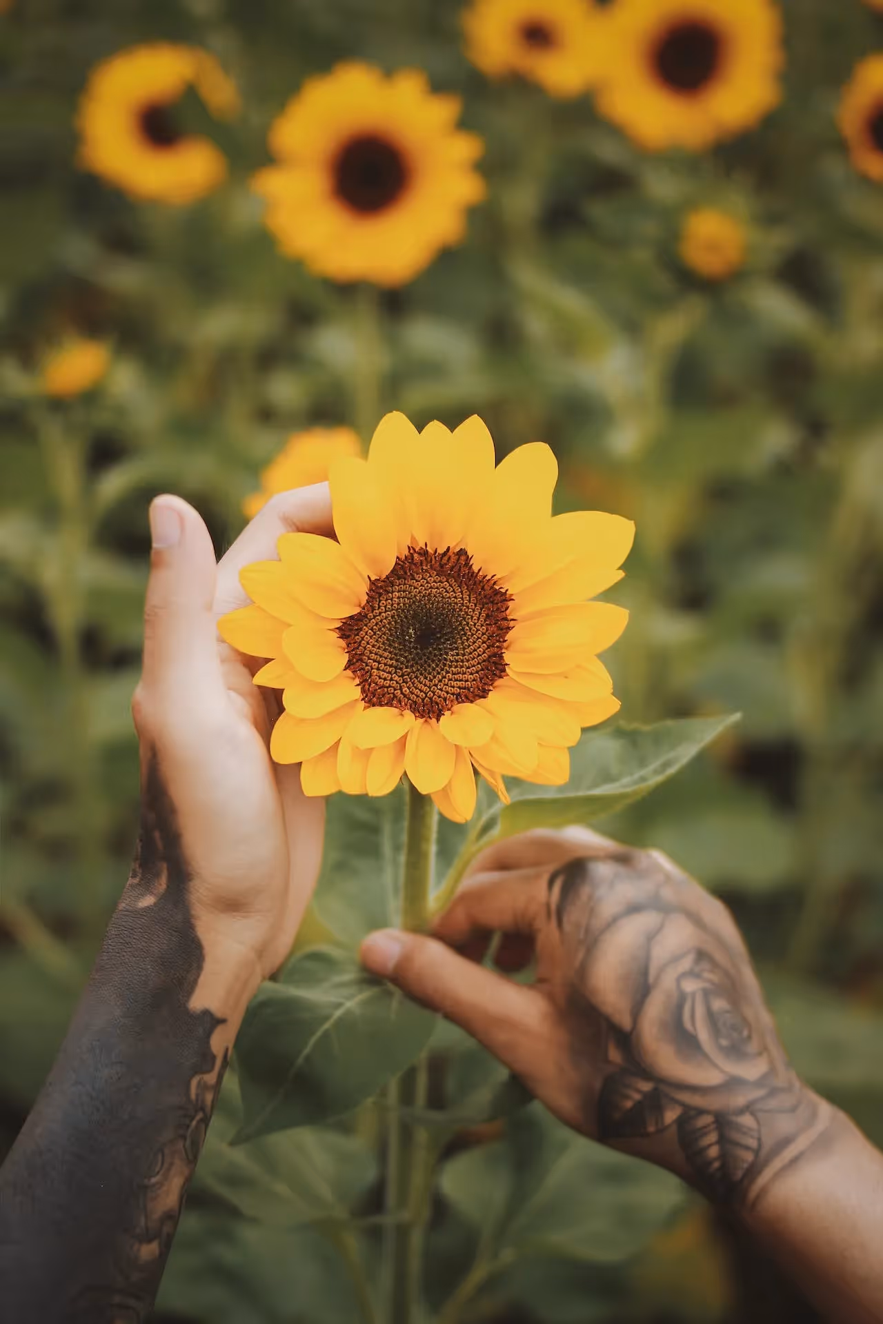 In this article you'll find links to studies on PFAS that share different ways this chemical might interact with plants, soil, and gardens.