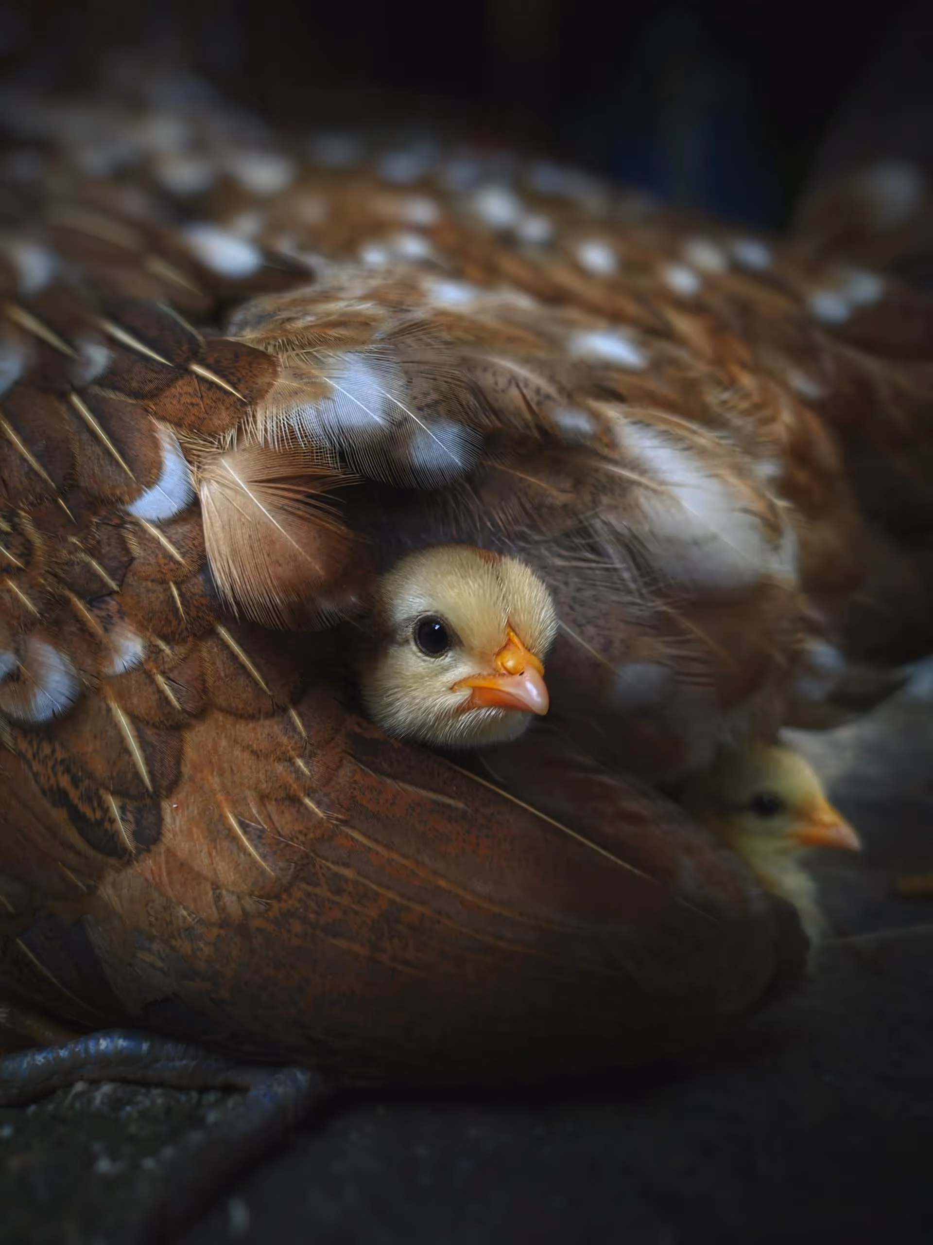 Buy hatching eggs and chicks from small, sustainable, and humane farms. Source your new chicks & from our list of the best hatcheries.