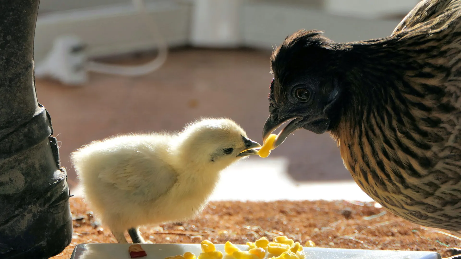 humane chicks