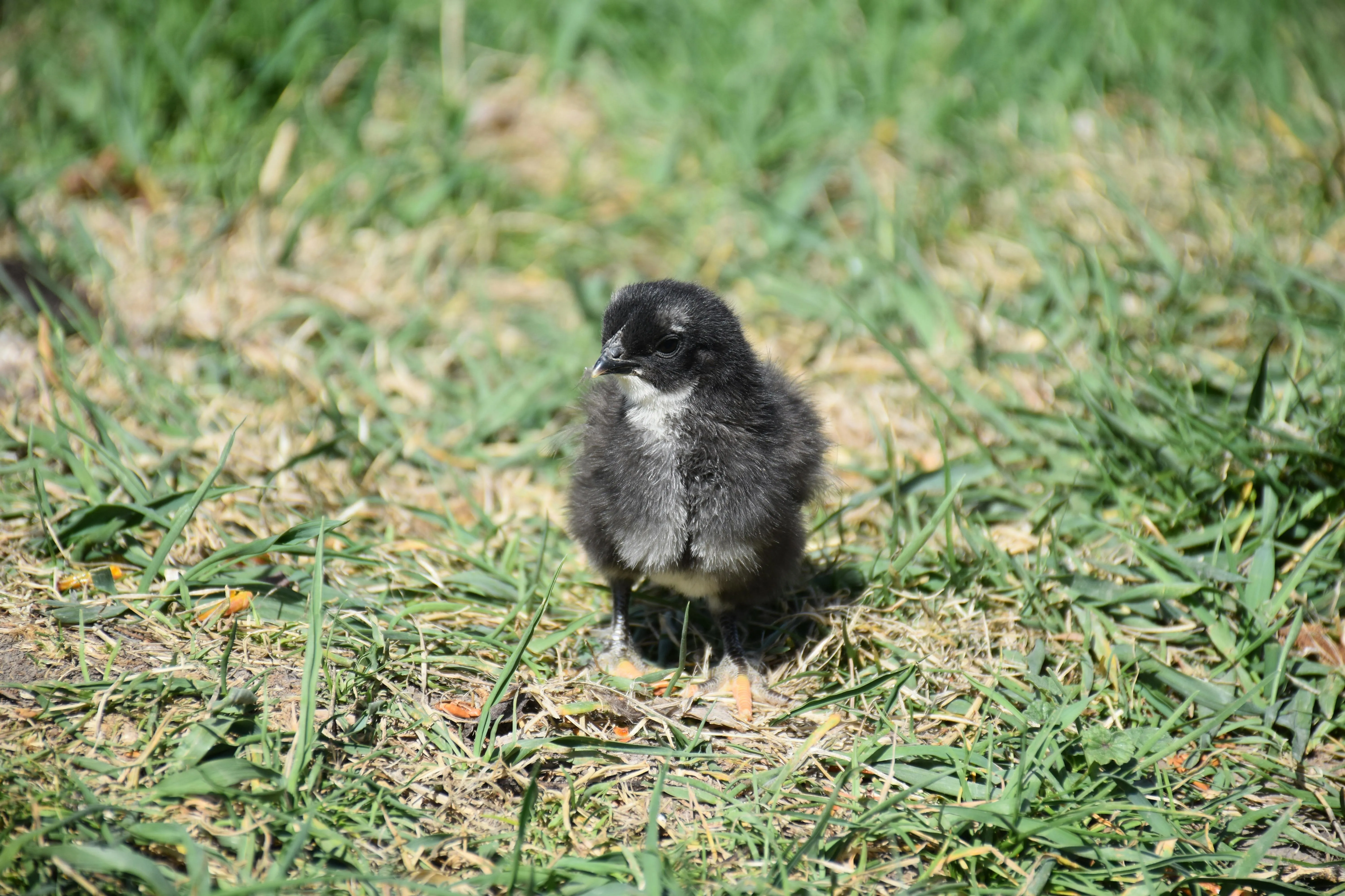 black cooper maran humane hatching eggs
