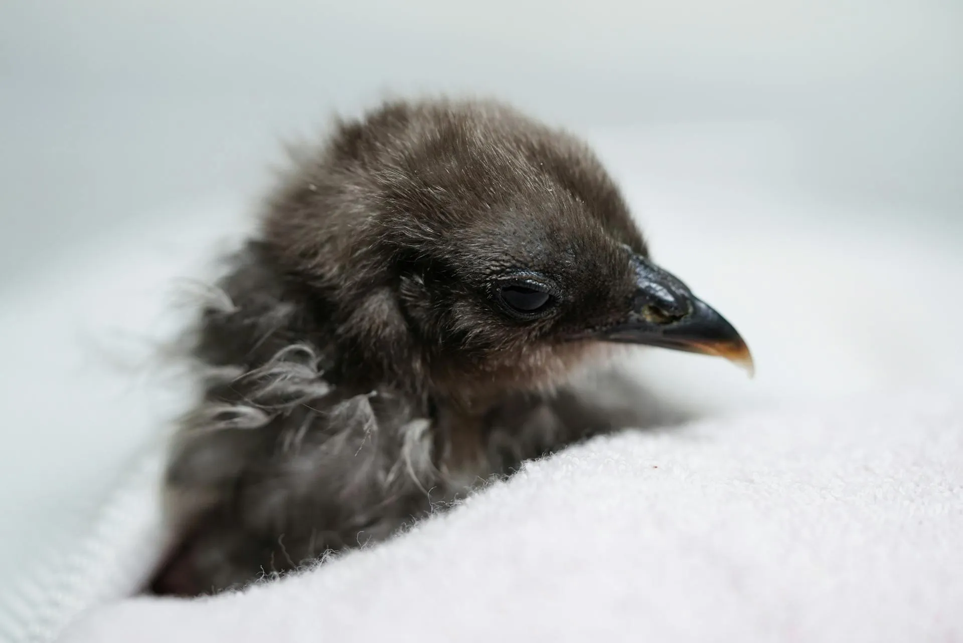 baby silkie chick