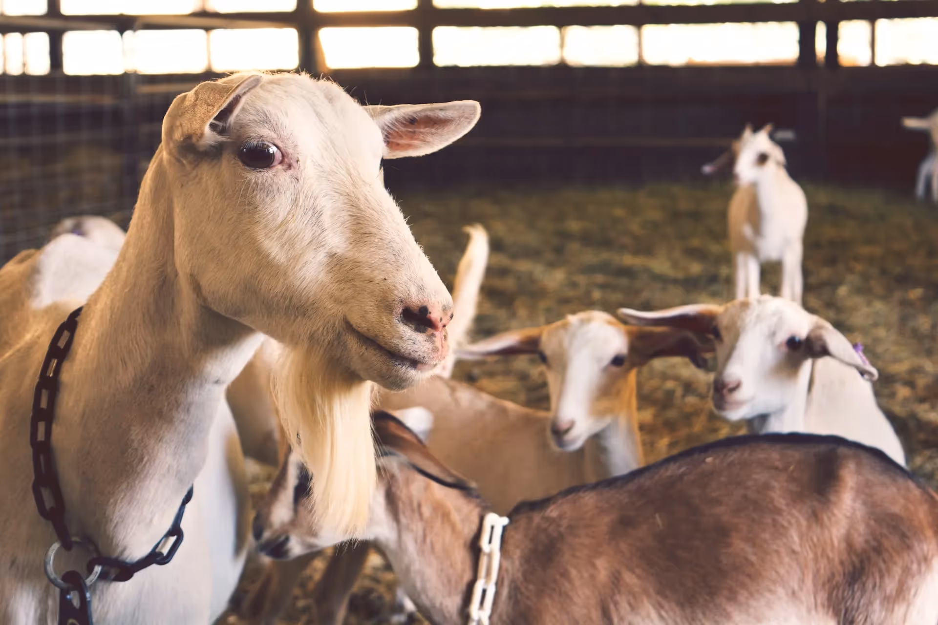 collars for goats