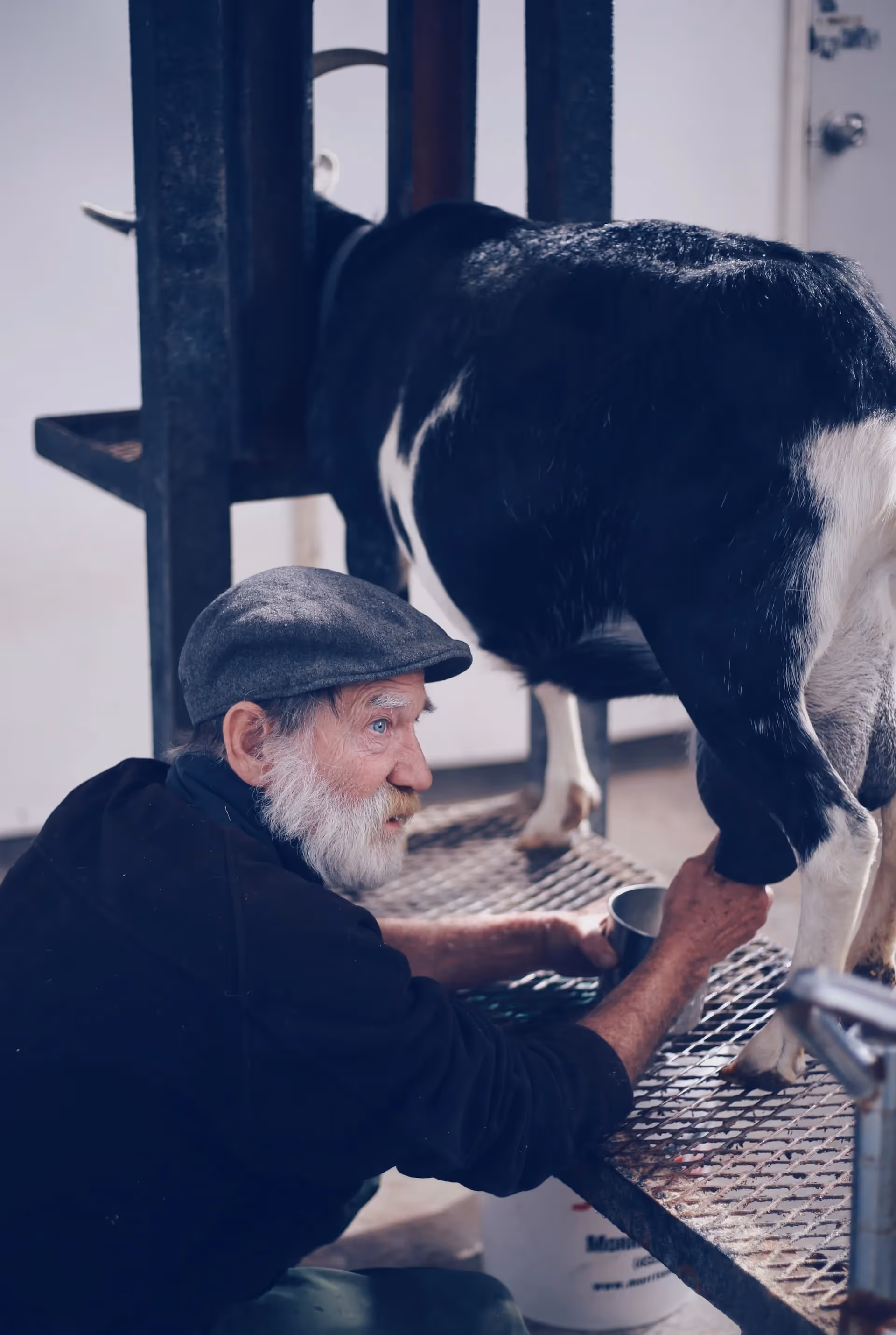 milking a goat on a stand
