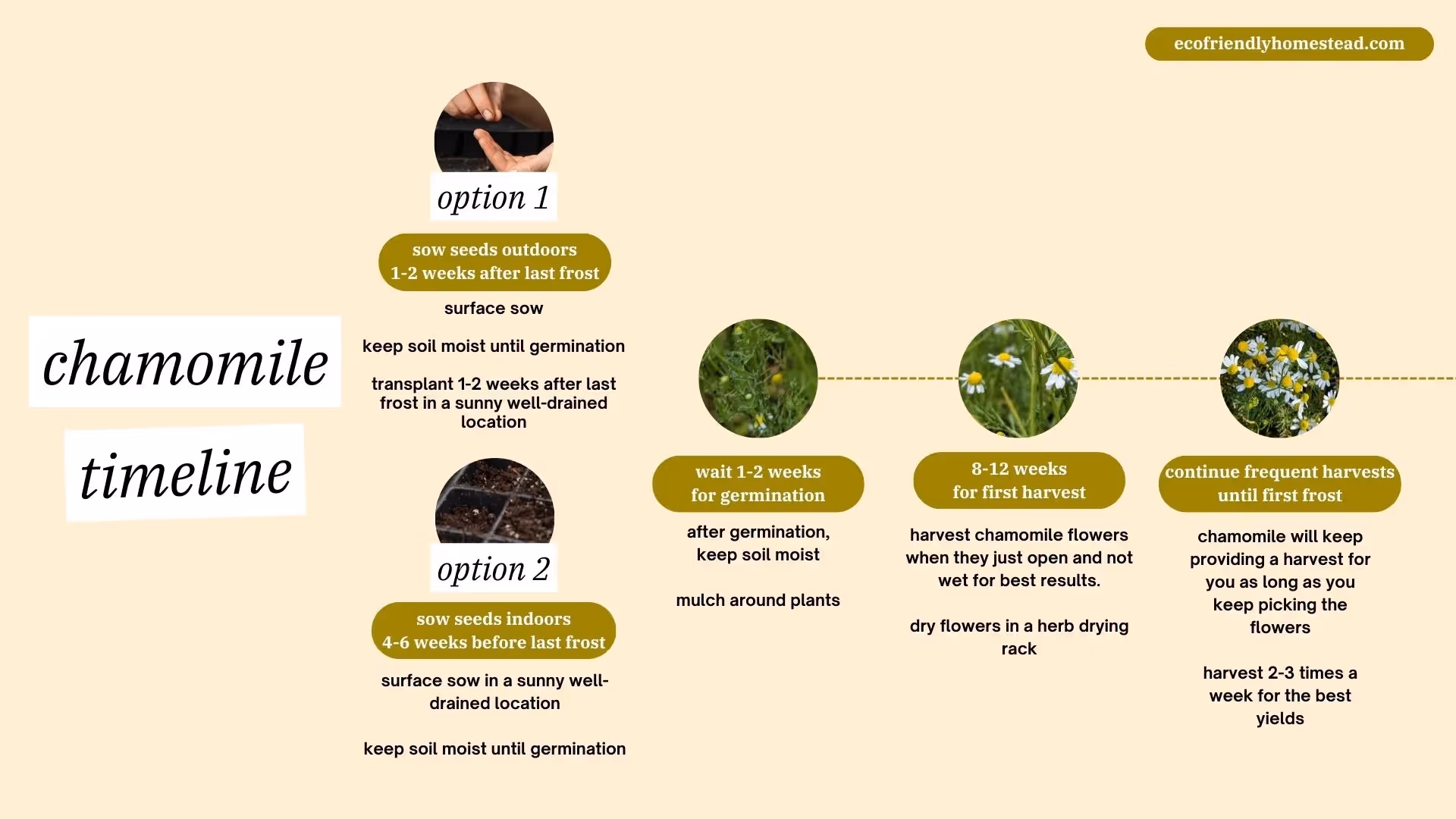 growing chamomile from seed guide