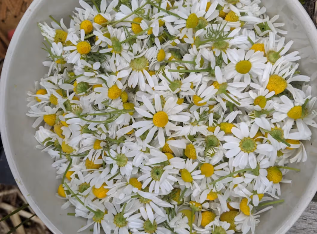 German Chamomile that I harvested in my garden
