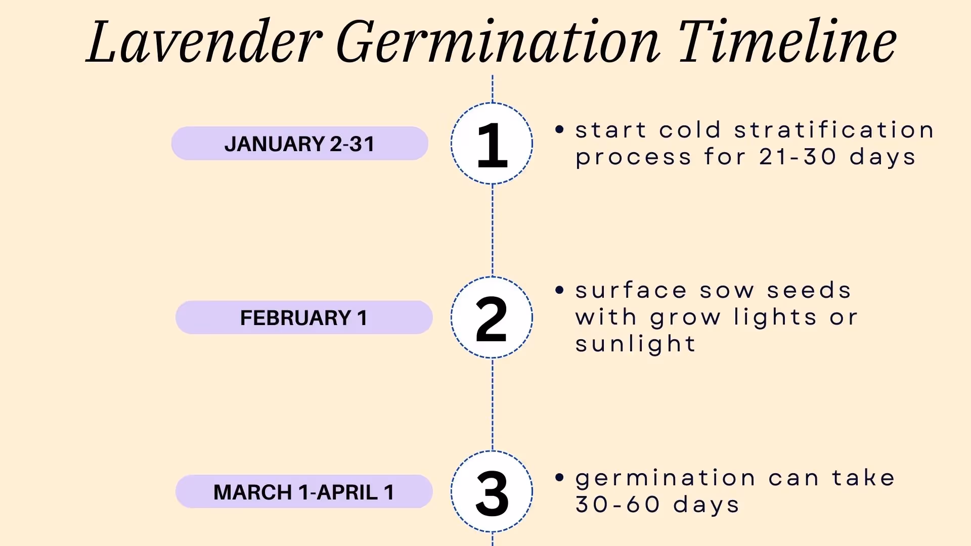 how long for lavender to germinate?