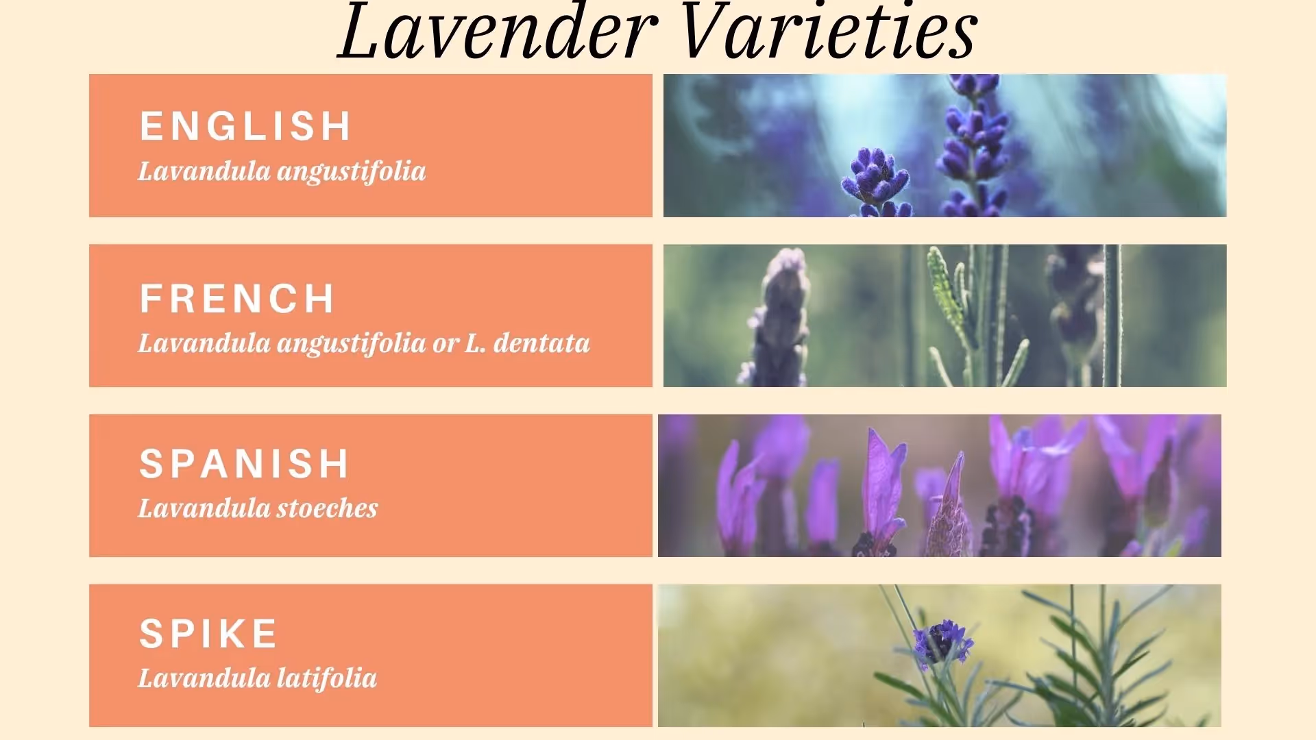 what are the different types of lavender?