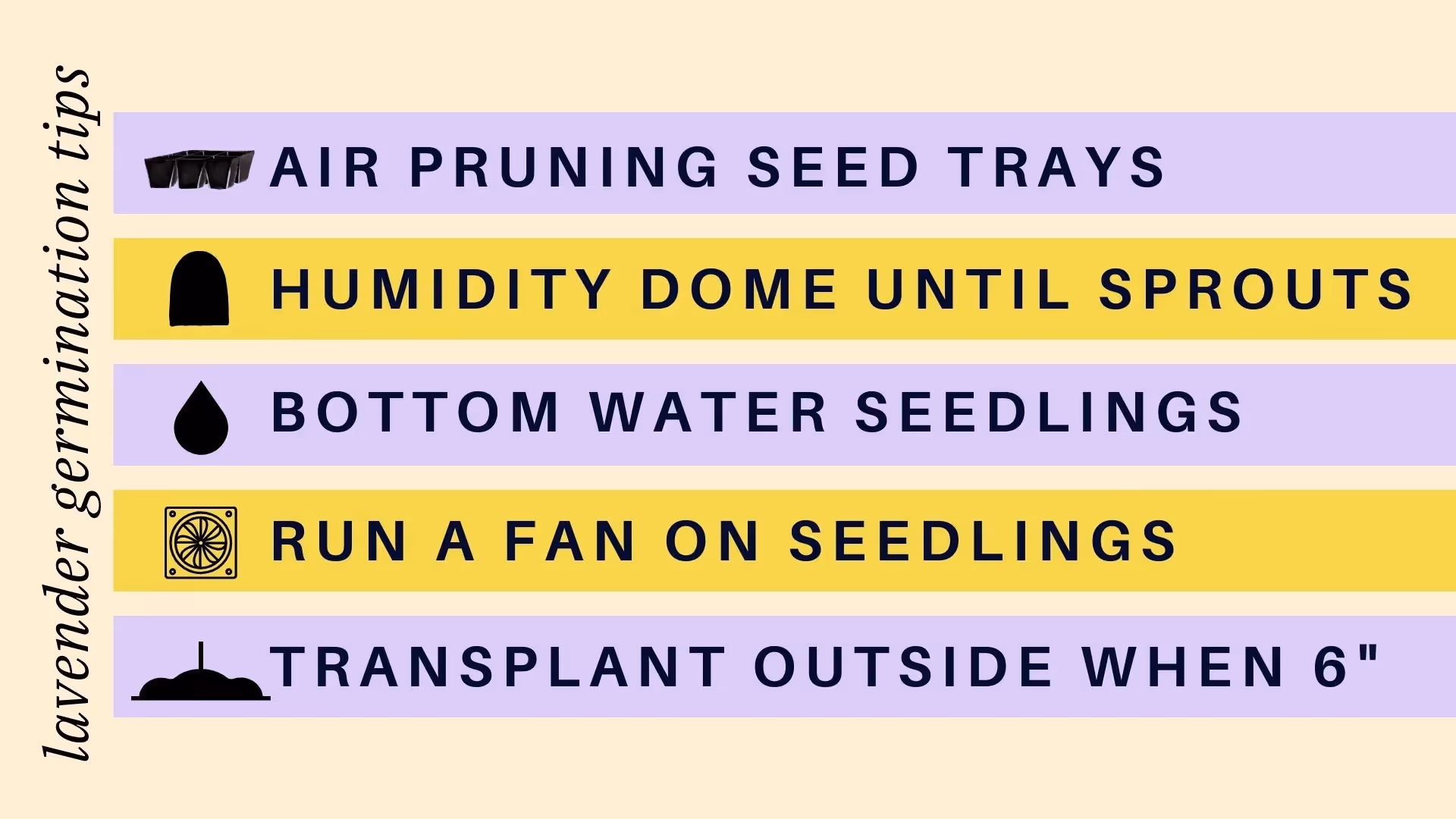 growing lavender best practices