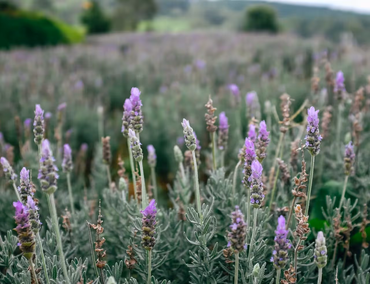 French Lavender grow from seed