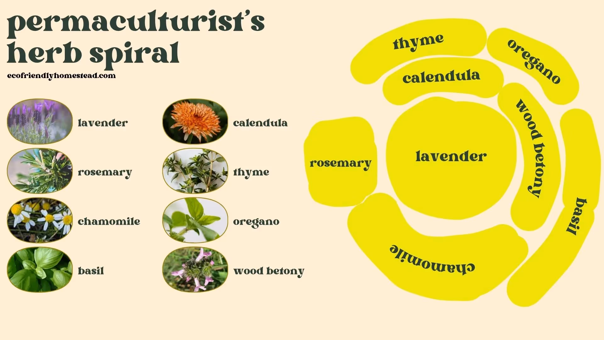 lavender herb spiral layout idea