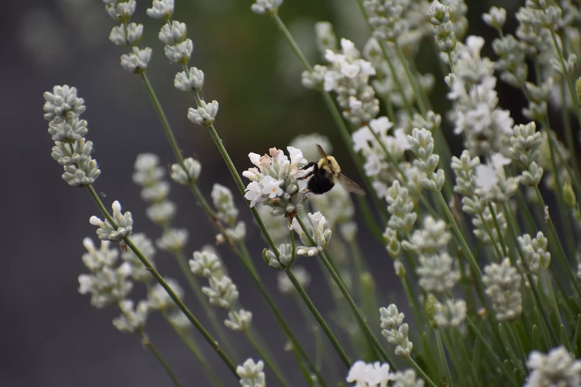 lavender in a bee garden