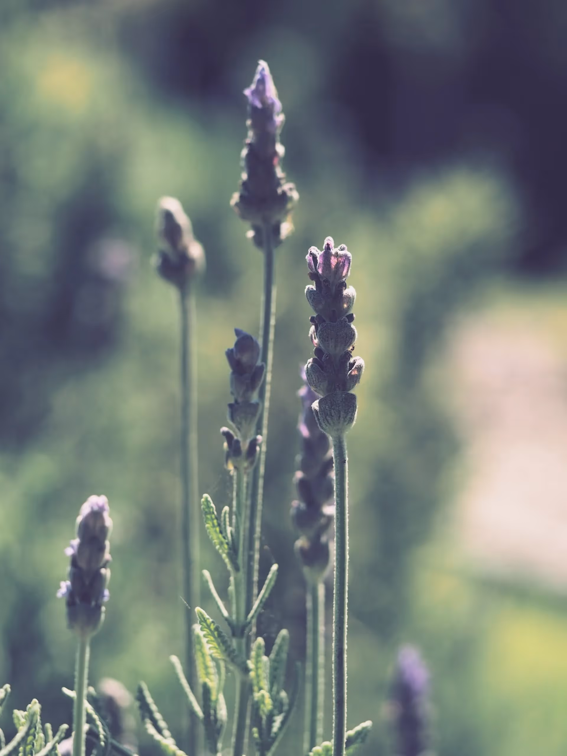 french lavender grow from seed