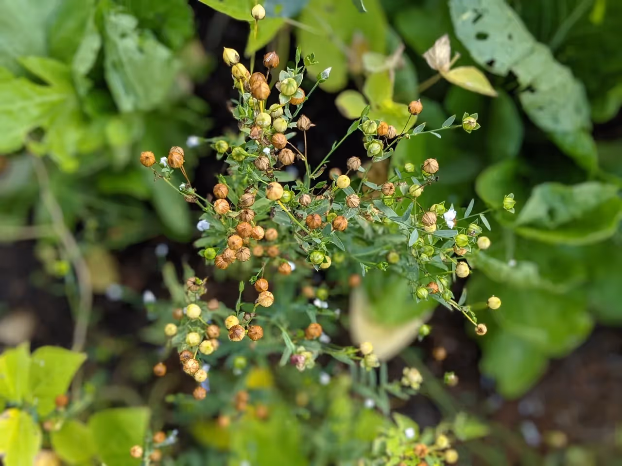 list of plants to grow for dried flowers