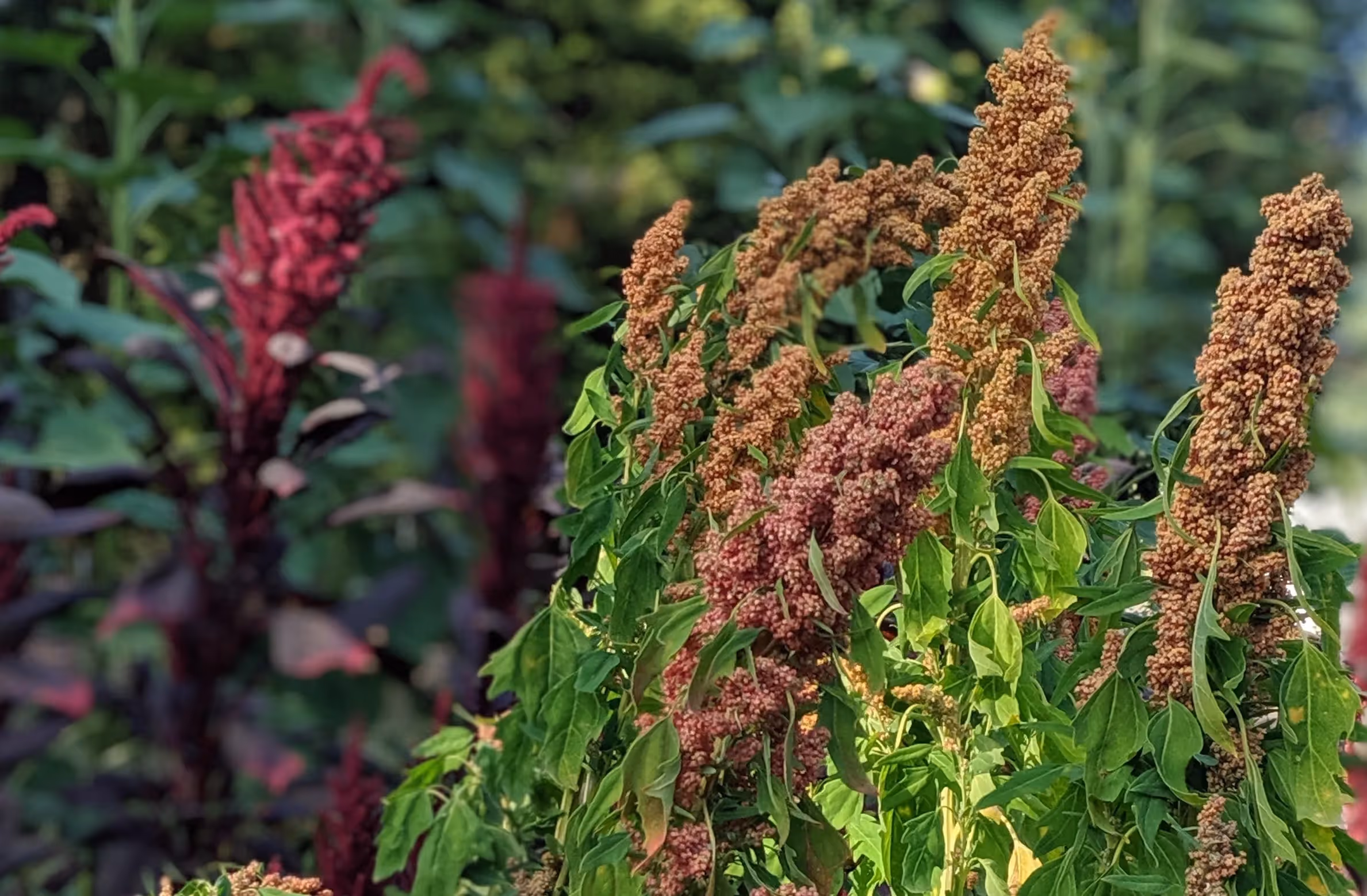 low-water crop of quinoa growing in my summer garden