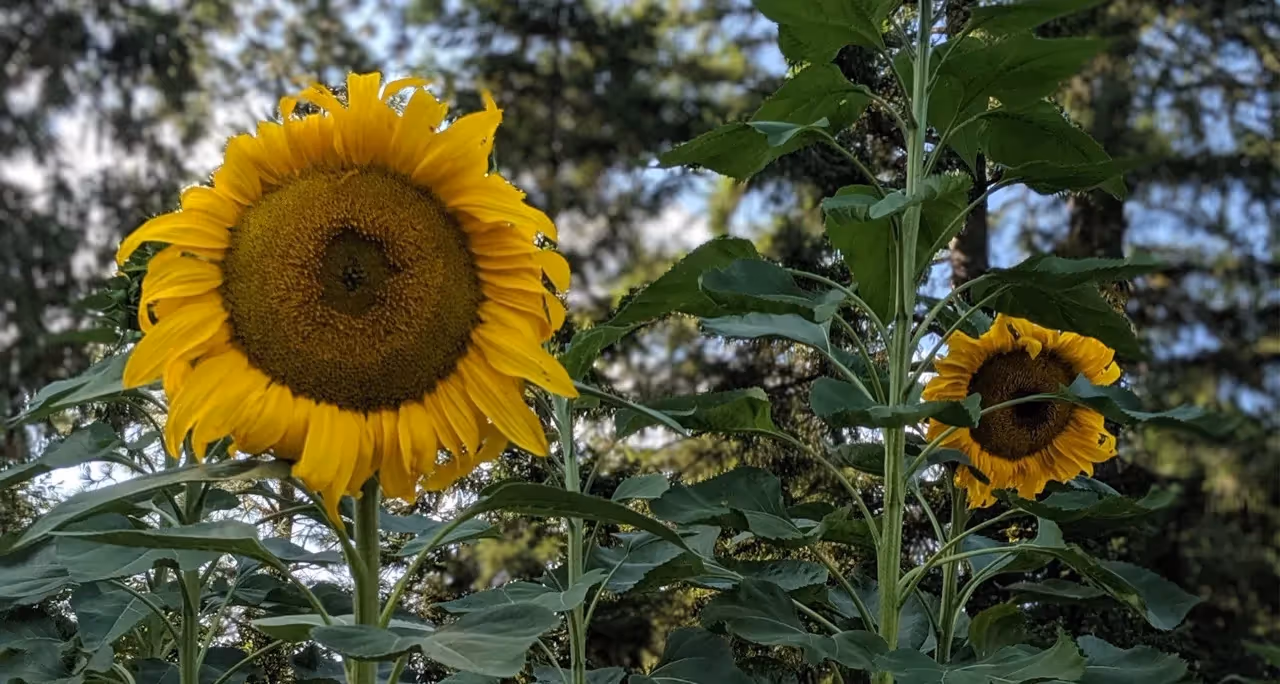 mammoth sunflower drought resistant