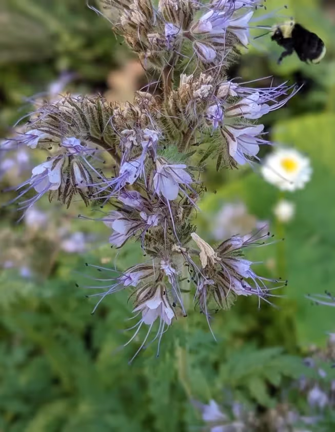 Explore the incredible benefits and uses of Phacelia as a top cover crop. Learn how it supports soil health, attracts pollinators, and more!