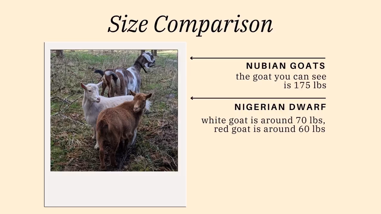nubian dairy goat vs nigerian dwarf for homestead