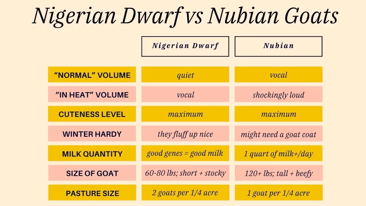 which dairy goat breed to get for your homestead?