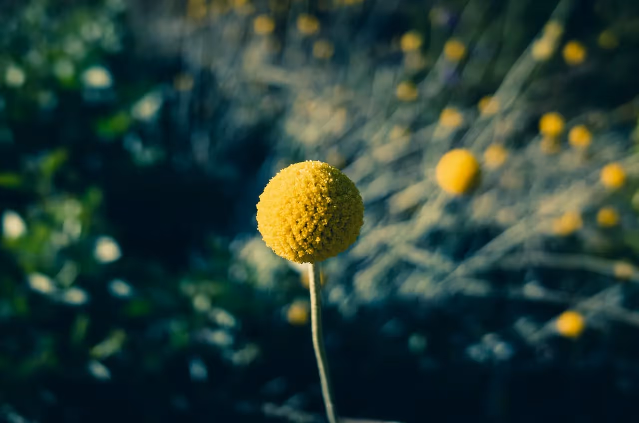 dry garden flower ideas