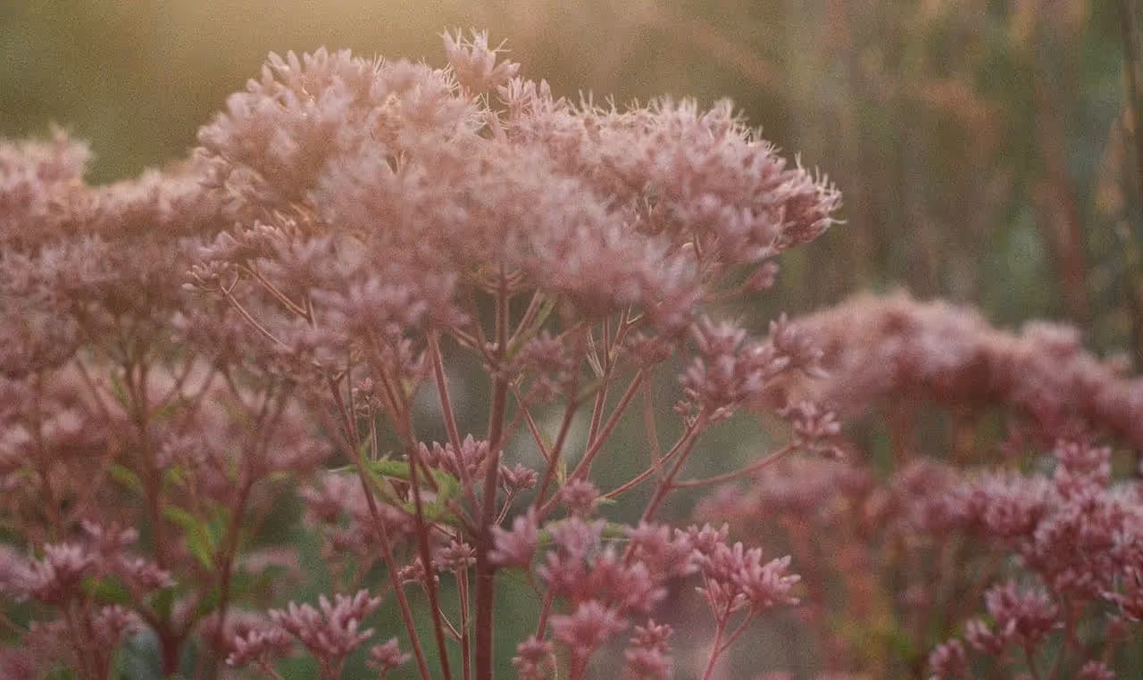 low input flower garden ideas