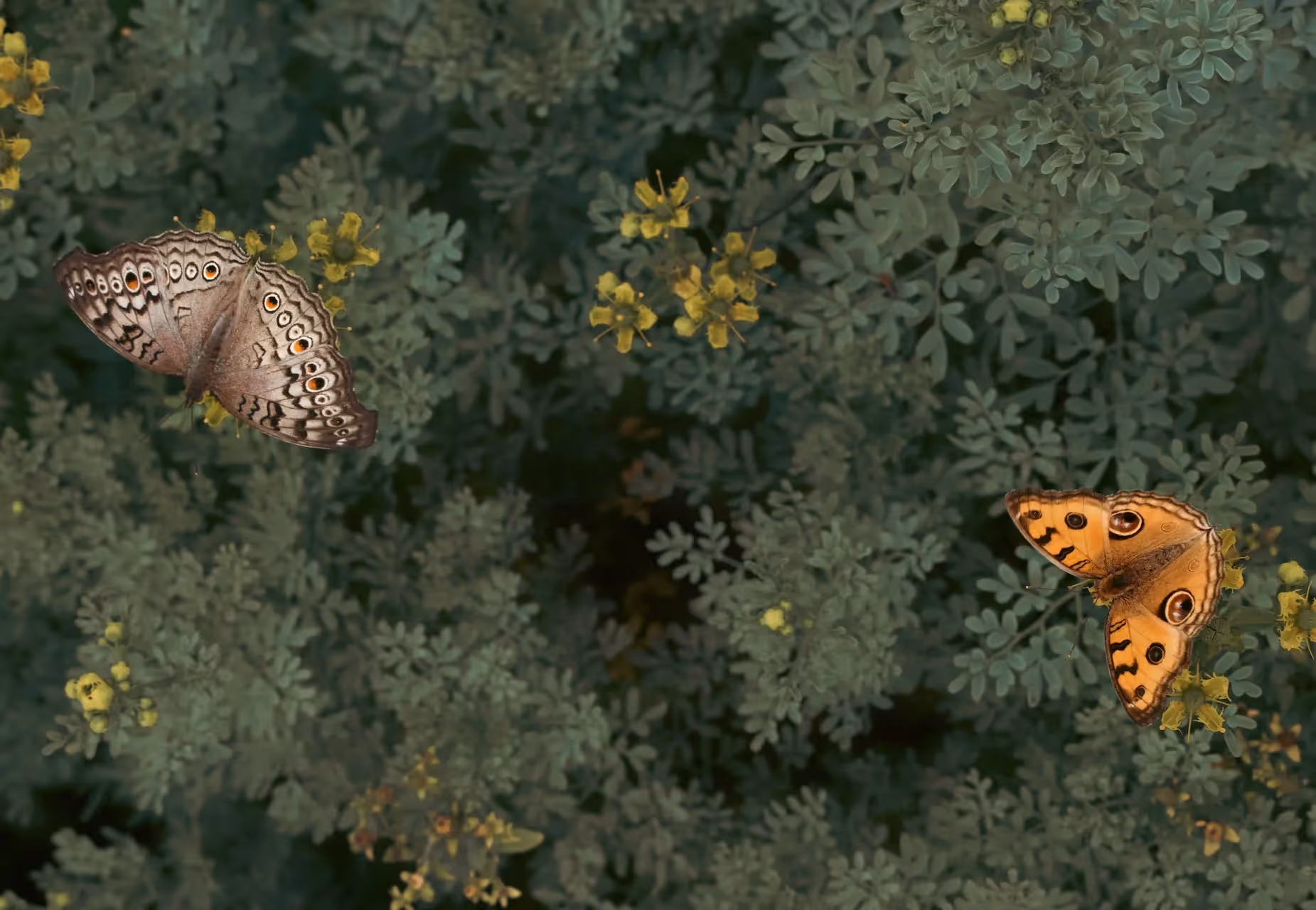 regenerative low water gardening