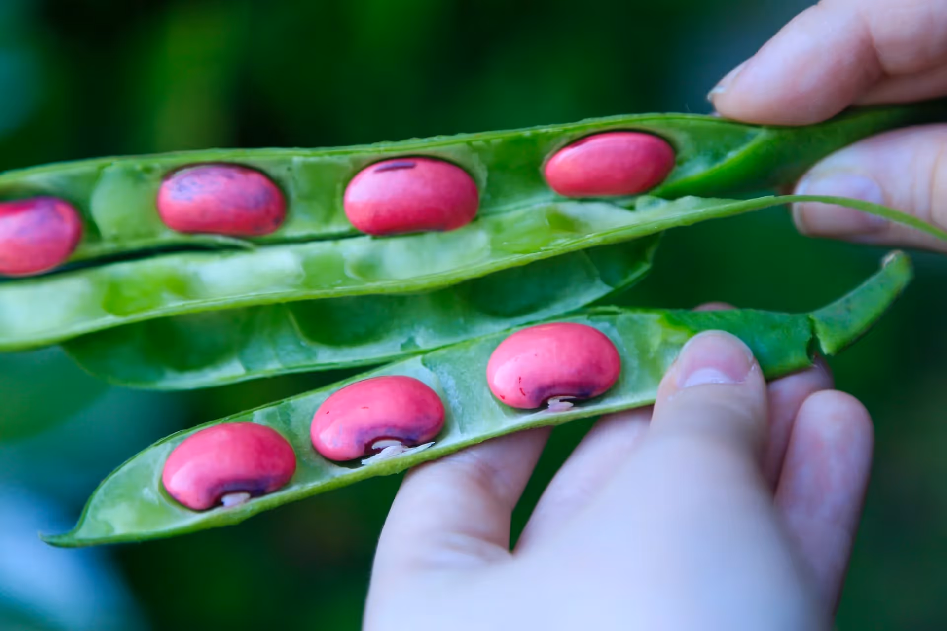 beans can be grown in part sun areas of the garden