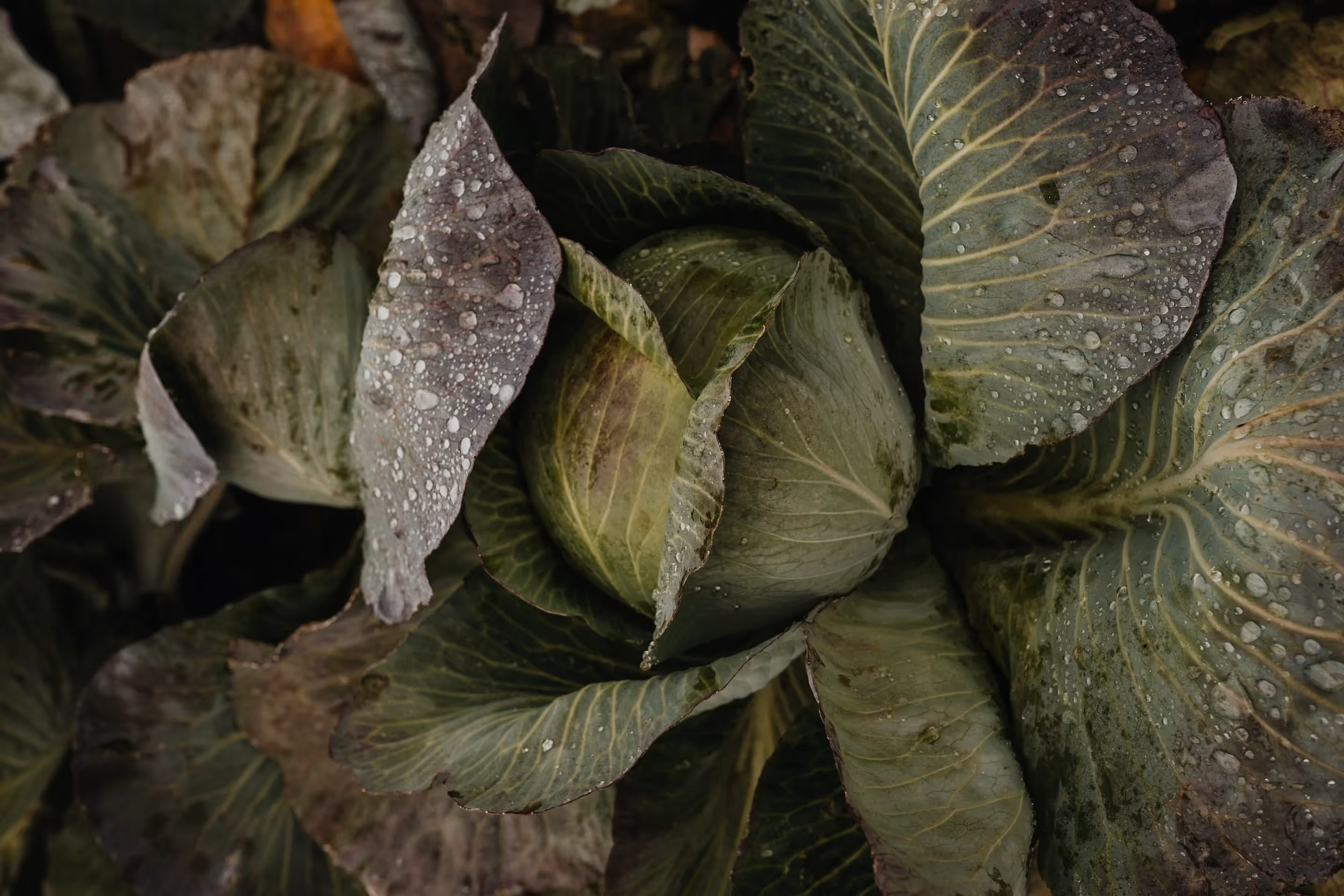 cabbage doesn't mind low-light conditions, especially in the summer