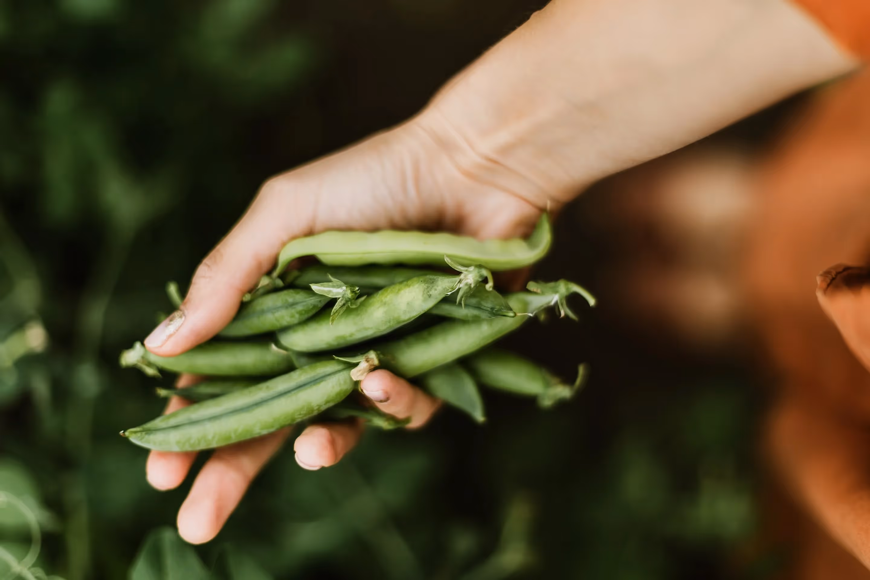 peas can still produce in part shade