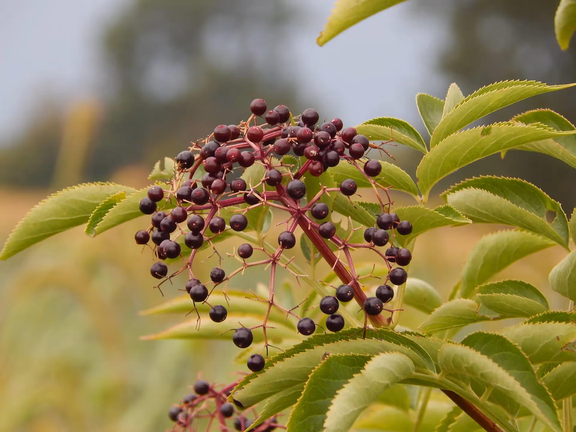 elderberries grow in part shade conditions