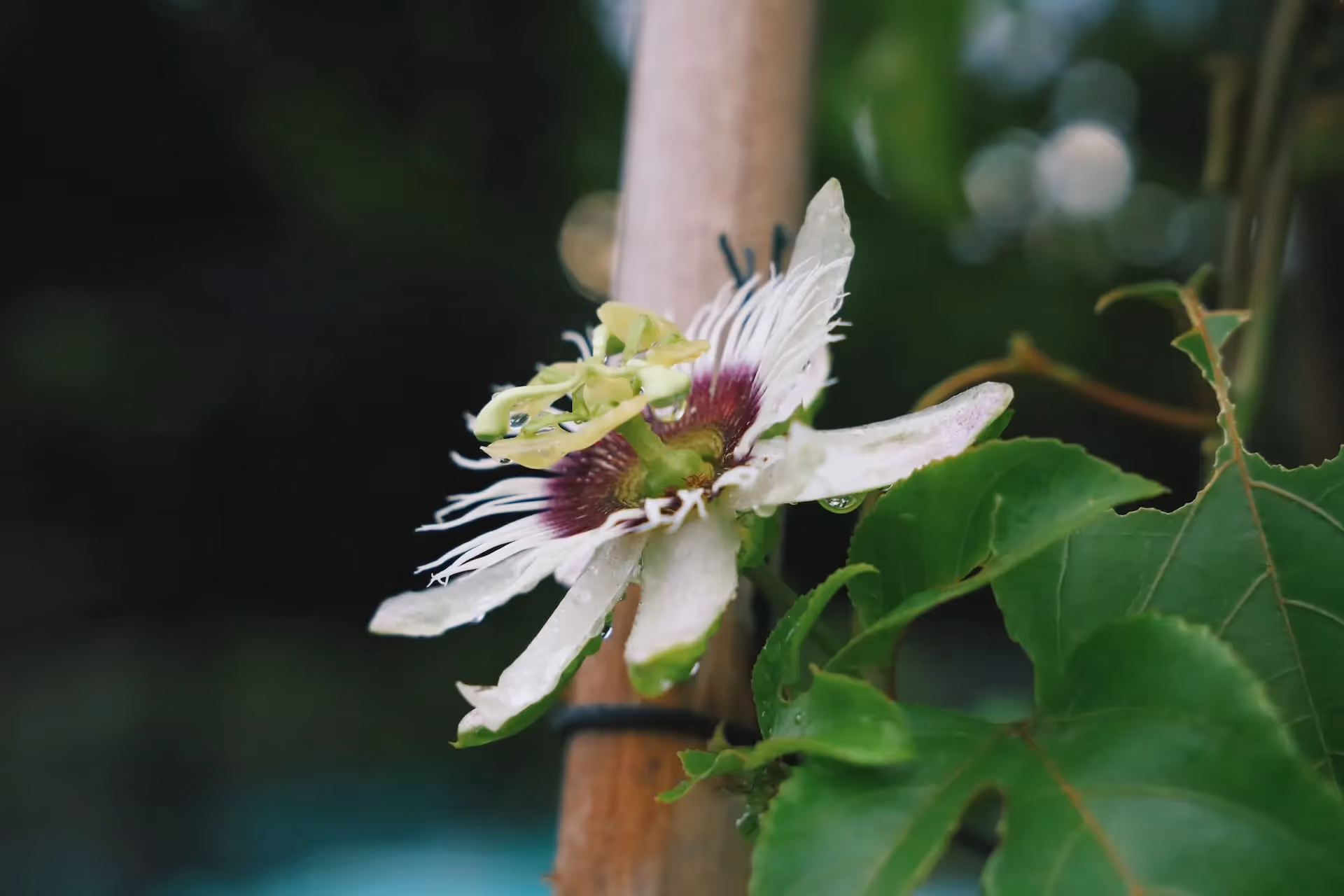 passionflower is a great vine for understories in permaculture food forests