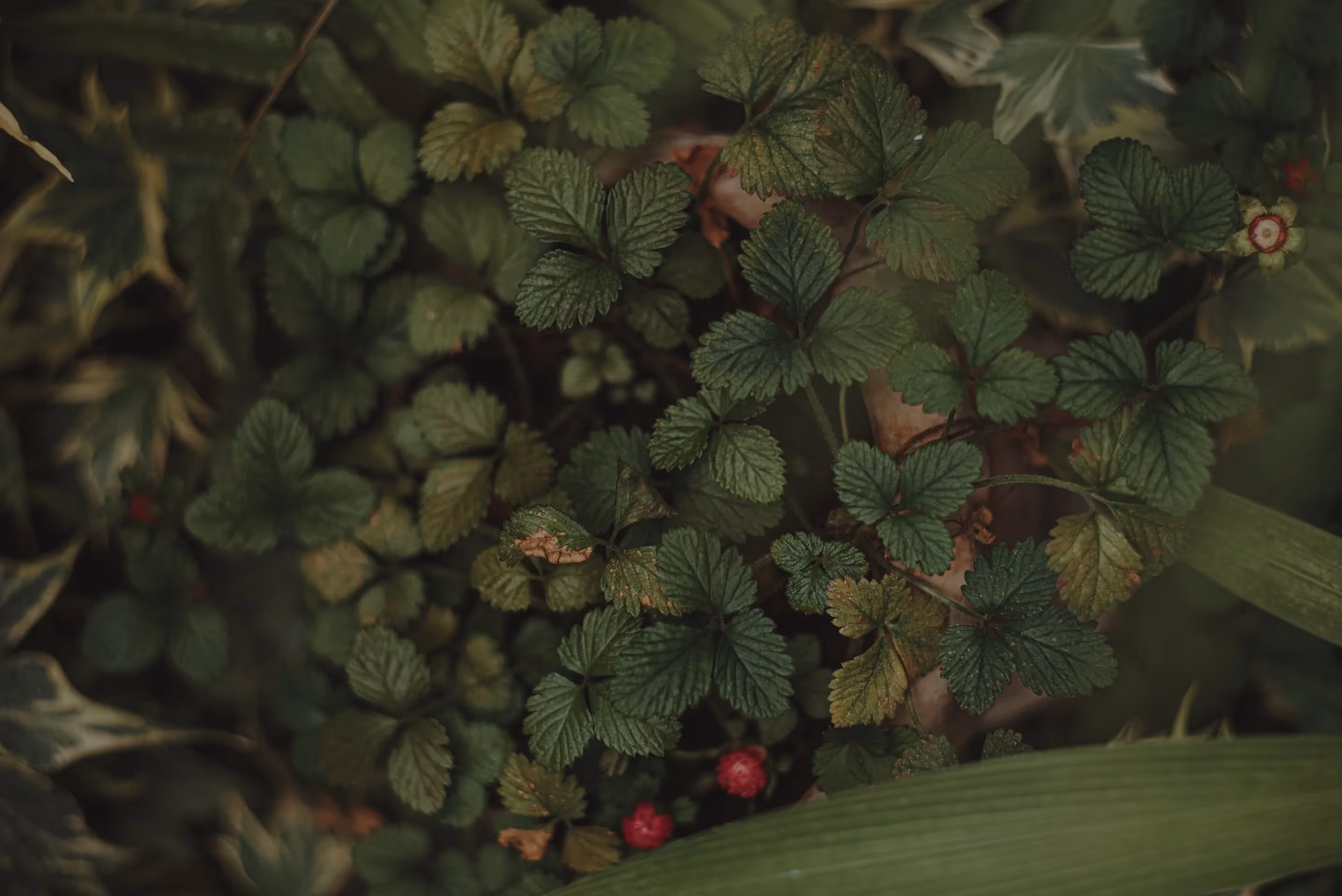 wild strawberries grow on the edges of shady forests