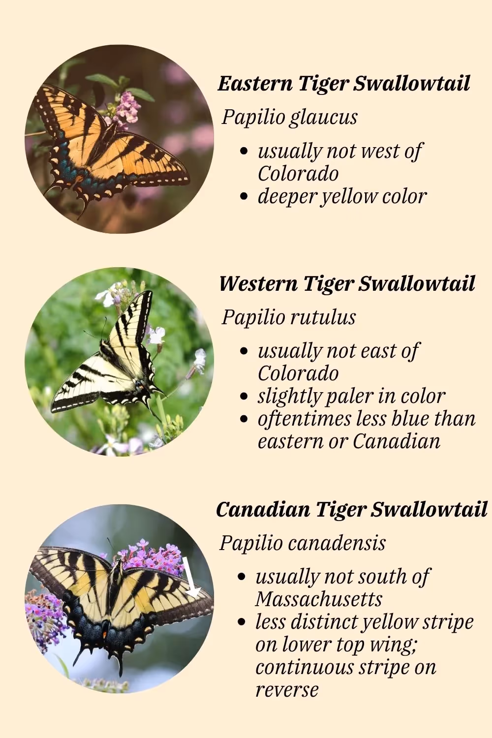create a butterfly habitat for tiger swallowtails