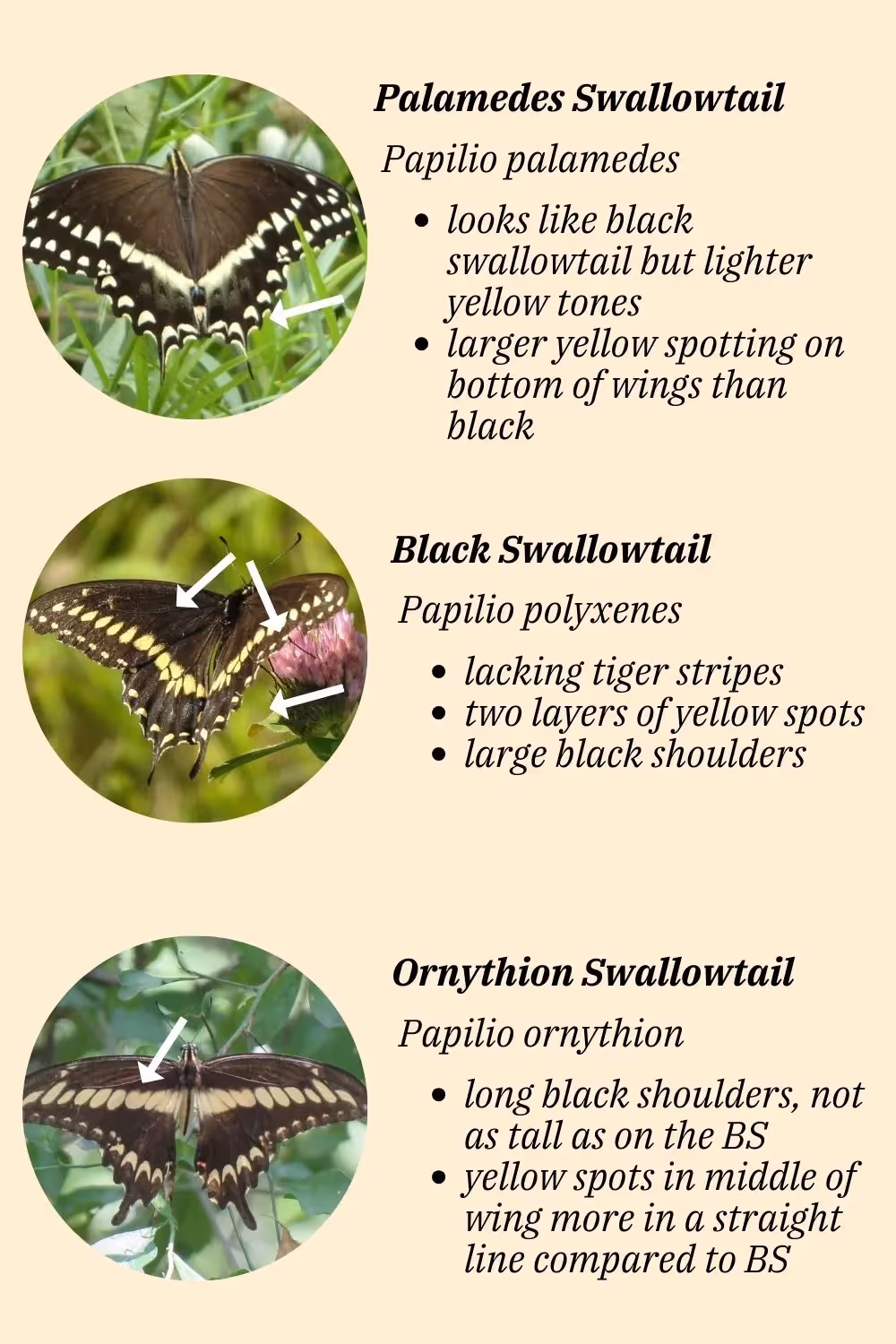 how to identify black swallowtail butterflies