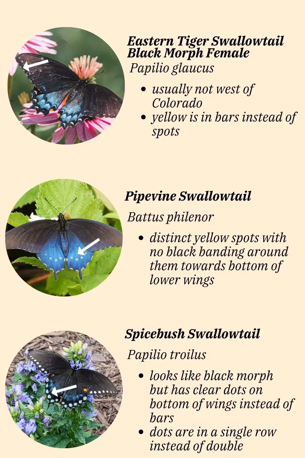 Eastern Tiger Swallowtail Black Morph vs. Spicebush Swallowtail vs Pipevine Swallowtail Butterflies